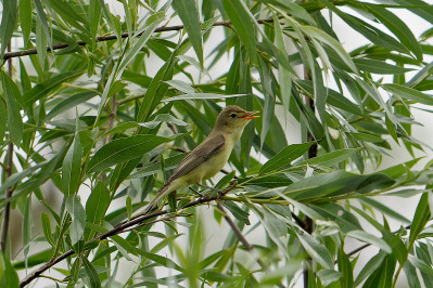 Spotvogel