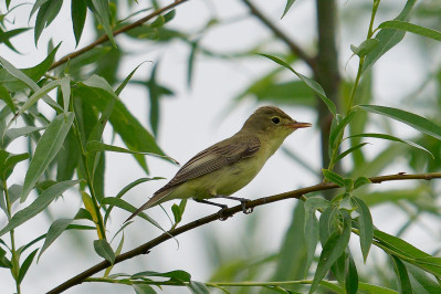 Spotvogel