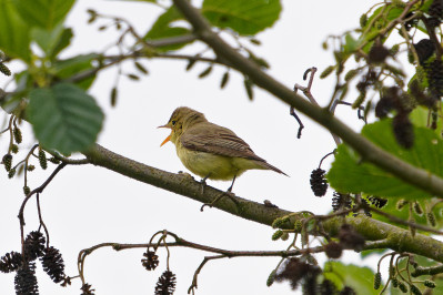 Spotvogel