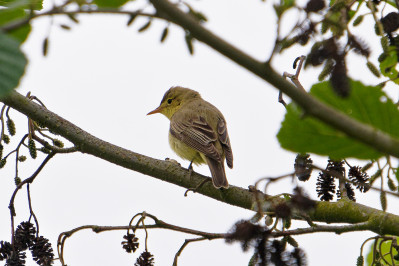 Spotvogel