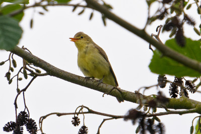 Spotvogel