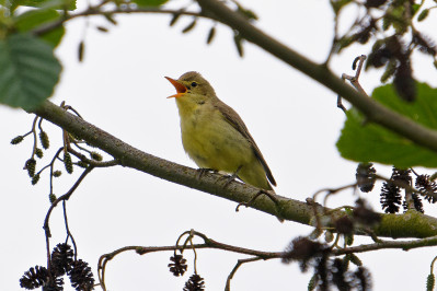 Spotvogel