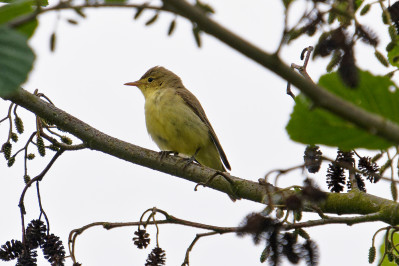 Spotvogel