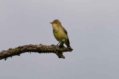 Spotvogel