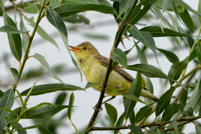 SpotvogelIcterine Warbler