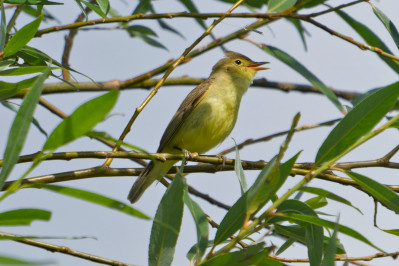 SpotvogelIcterine Warbler