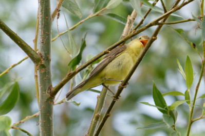 SpotvogelIcterine Warbler