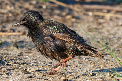 Spreeuw /juvCommon Starling /juv