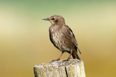 Spreeuw /juvCommon Starling /juv