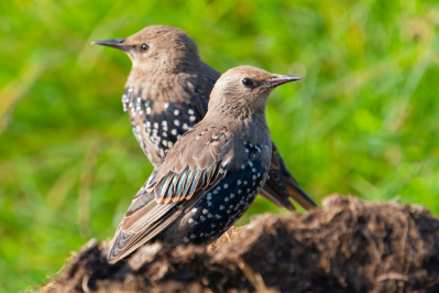 Spreeuw /juvCommon Starling /juv