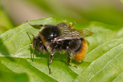 SteenhommelRed-tailed Bumblebee