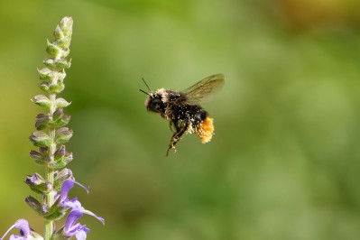 SteenhommelRed-tailed Bumblebee