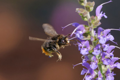 SteenhommelRed-tailed Bumblebee