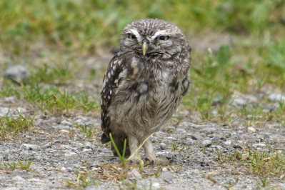 Steenuil /juvLittle Owl /juv