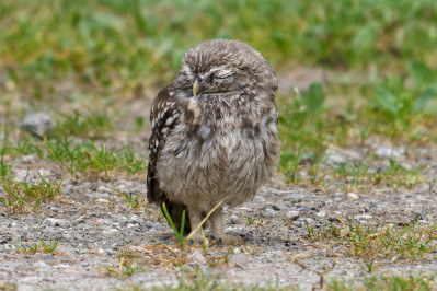 SteenuilLittle Owl