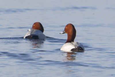 Tafeleend<br>Pochard