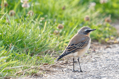 Tapuit /m, juvNorthern Wheatear /m, juv