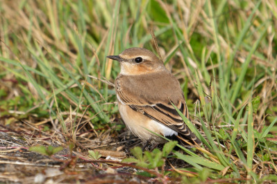 Tapuit /v, juvNorthern Wheatear /v, juv