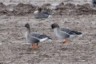 Toendrarietgans<br>Tundra Bean Goose