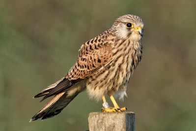 Torenvalk /vCommon Kestrel /f