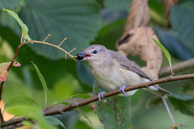 TuinfluiterGarden Warbler