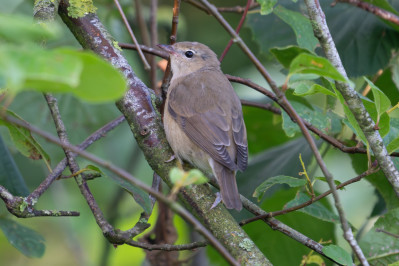 TuinfluiterGarden Warbler