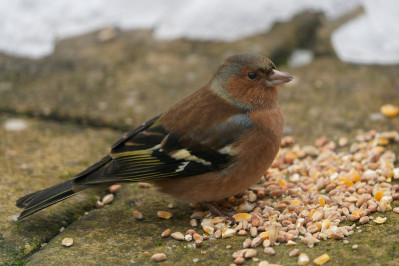 Vink /m