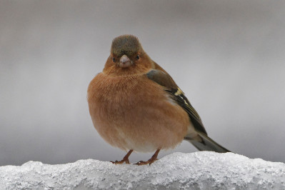 Vink /m