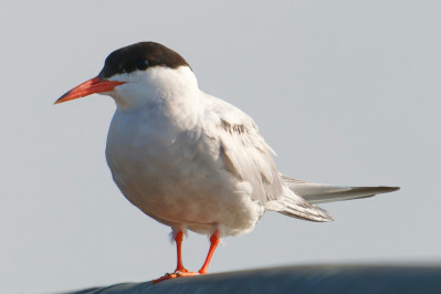 VisdiefCommon Tern