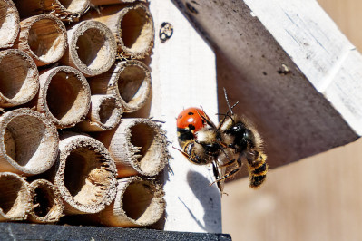 MetselbijMason bees