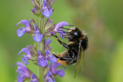 SteenhommelRed-tailed Bumblebee