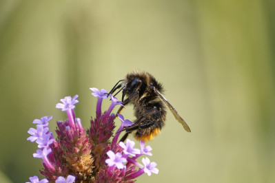 SteenhommelRed-tailed Bumblebee