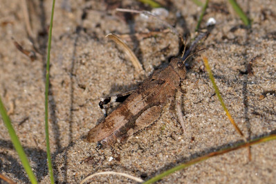 BlauwvleugelsprinkhaanBlue-winged grasshopper