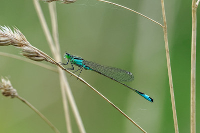 Lantaarntje /vBlue-tailed damselfly /f