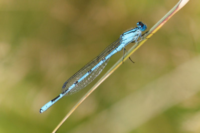 Watersnuffel /m Common blue damselfly /m