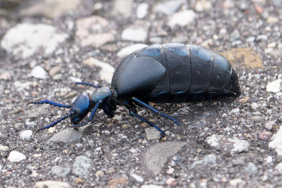 OliekeverEuropean Oil Beetle