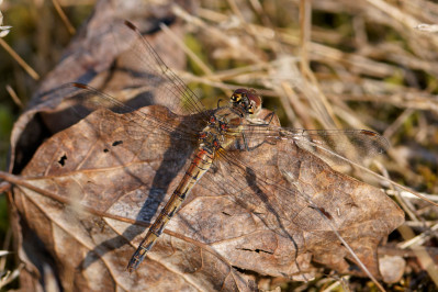 Bruinrode heidelibel /vCommon Darter /f