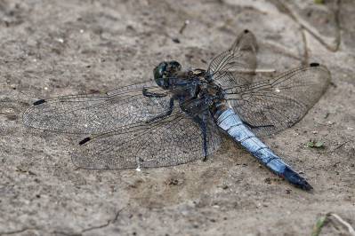 Gewone oeverlibel /mBlack-tailed skimmer