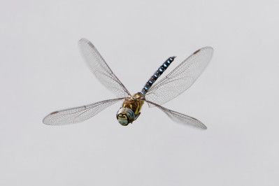 Paaardenbijter /mMigrant hawker Dragonfly /m