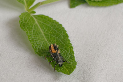 Lieveheersbeestje LarfAsian Lady beetle larva