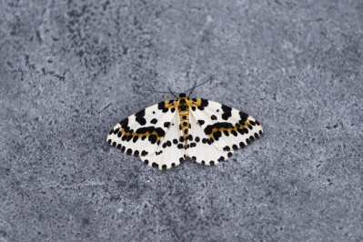 Bonte besssenvlinder, nachtvlinderMagpie moth