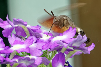 Kolibrievlinder, nachtvlinderHummingbird hawk moth