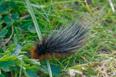 Grote beer rupsGarden tiger caterpillar