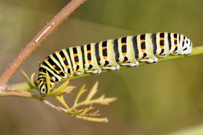 Koninginnenpage rupsSwallowtail caterpillar