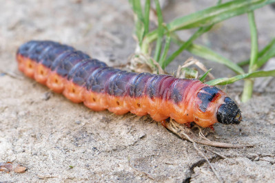 Rups WilgenhoutvlinderGoat Moth caterpillar