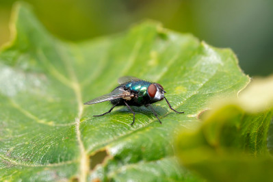 Groene VleesvliegCommon green bottle fly