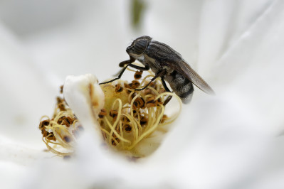 SpinkhaanvliegLocust blowfly