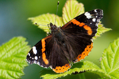 AtalantaRed admiral