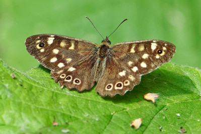 Bont zandoogjeSpeckled wood