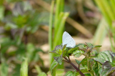 BoomblauwtjeHolly blue